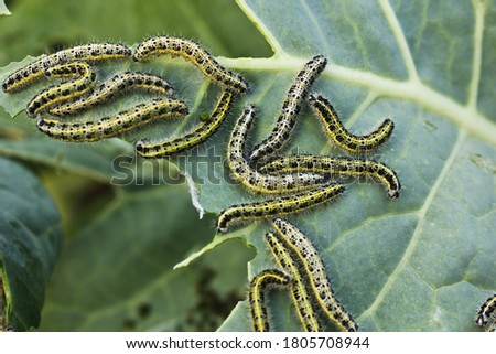 Hairy green caterpillars with black dots eat a cabbage leaf. Invasion of butterfly parasites.