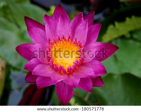Pink Lotus flower