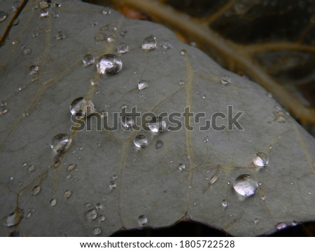 Photo of a background with raindrops on cabbage leaves. Cabbage field.
