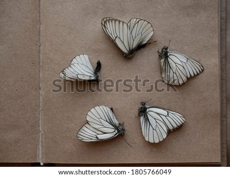 a flock of tropical flying butterflies in the shape of a circle. Isolated on craft paper background. Template for design.