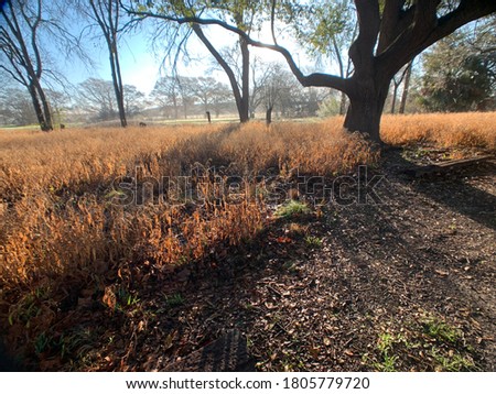 Image of a field with trees during Fall time. 