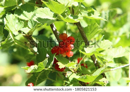 ripe berries on tree branches in a city park