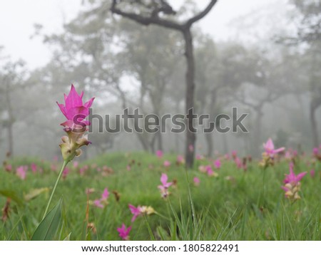 Pink wildflowers (Siam Tulip) are blooming in the mist. It grows in the deciduous dipterocarp forest in the mountains. During the rainy season of August every year, it is abundant in Thailand 