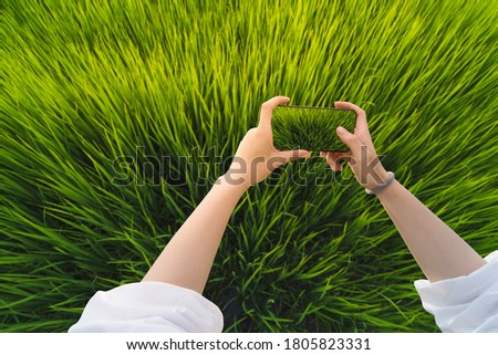 Hand of woman holding smartphone to take photo, Top view of green rice field.