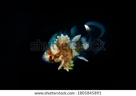 Juvenile Harlequin Sweetlip with its distinctive swimming motions caught with slow shutter speed on black background. Underwater image taken scuba diving in Sulawesi, Indonesia.