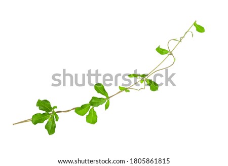 green ivy to do background image.