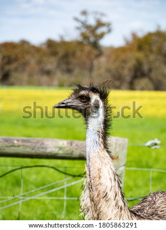 Portrait of Australian Emu on farm