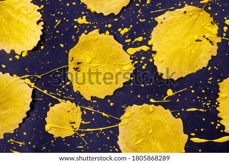 Autumn yellow leaves on a dark blue background. Around leaves and on their are bright splashes of paint of the same colors. Creative autumn flat lay.

