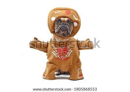 French Bulldog dog dressed up with funny Christmas gingerbread full body costume with arms and hat isolated on white background
