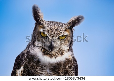 Portrait of a grumpy and upset looking Great Horned Owl (Bubo virginianus) against blue sky background. Copy space.