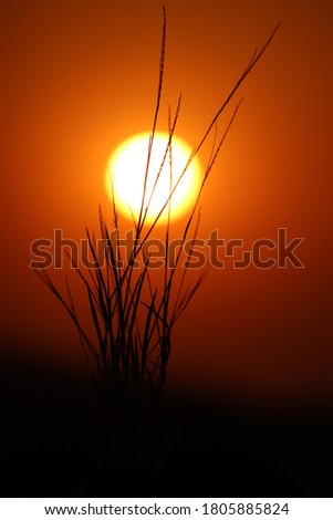 Tall grass in a meadow with beautiful sunset and orange sky in the background .