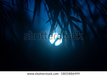 Silhouette bamboo leaves with sunlight on the dark in blue hour.