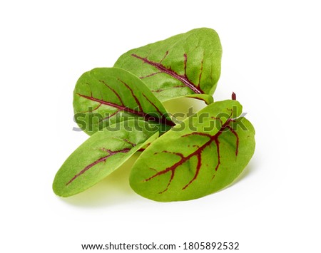 Fresh microgreen sorrel leaves. Red veined sorrel. Royalty-Free Stock Photo #1805892532