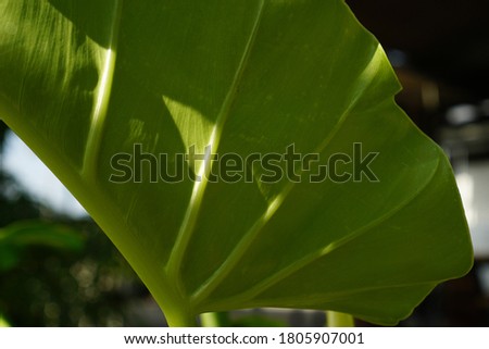 green Taro leaves close up. tropical summer plant