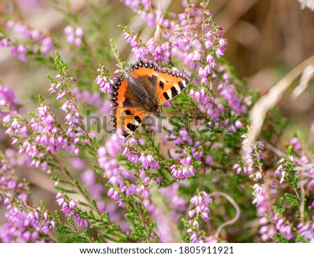 a nice picture of the little fox butterfly