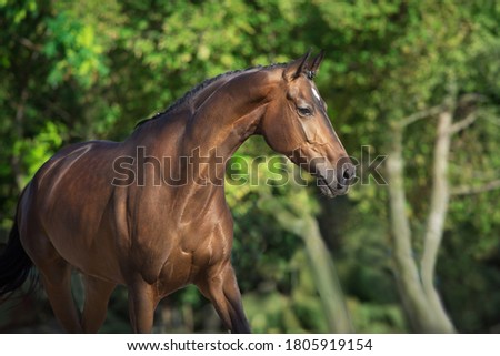 Bay horse  close up portrait Royalty-Free Stock Photo #1805919154