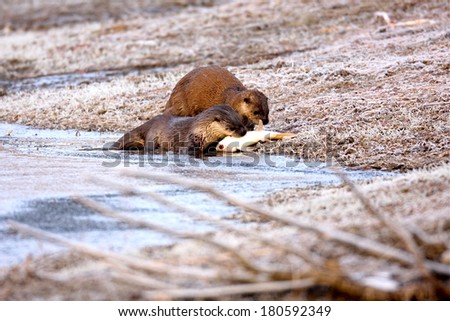 River Otter's feeding on a fish