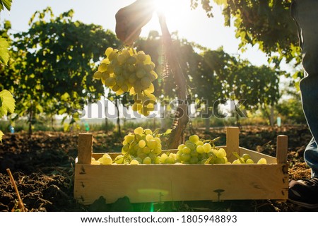 Close up of Worker's Hands Cutting White Grapes from vines during wine harvest in Italian Vineyard. picking the sweet white grape bunches - family business, tradition concept Royalty-Free Stock Photo #1805948893
