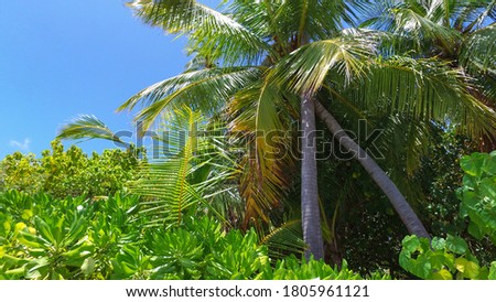 Tropical picture. Coco palm trees in a beautiful paradise island. Summer vacation concept. Untouched beach in Maldives, Seychelles, Bora Bora, Jamaica, Tahiti, Hawaii, Caribbean