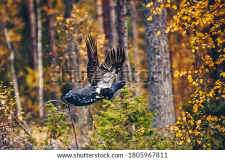 Male of western Capercaillie in colorful fall forest in Finland Royalty-Free Stock Photo #1805967811