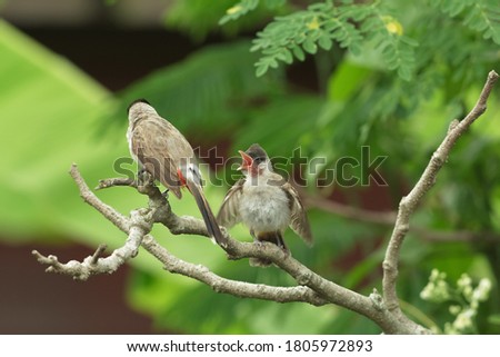 One baby Sooty-headed Bulbul perched on a branch of a moringa tree in the garden and opened its beak to ask for food from its mother.