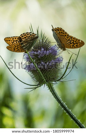 Young butterflies strutting on the green and purple plant