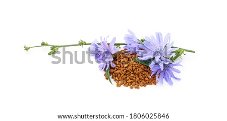 Blue chicory flower and powder of instant chicory isolated on white background.