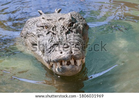 Salt Water or Estuarine Crocodile Royalty-Free Stock Photo #1806031969