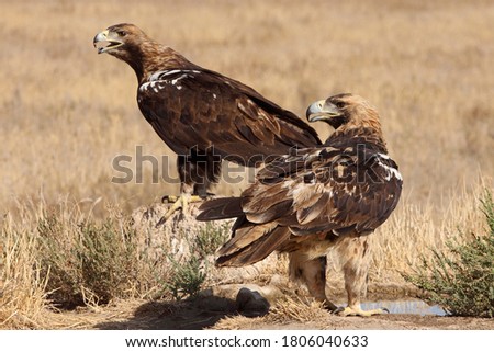 Five years old female and adult male of Spanish Imperial Eagle with the first light of day