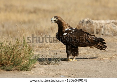 Spanish Imperial Eagle adult male with the first lights of the morning