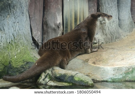 Eurasian otter (Lutra lutra) lies on shore (focus on the muzzle)