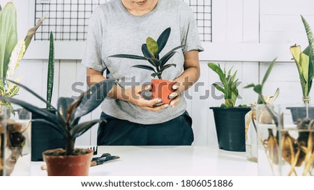 Asian man in a grey shirt taking care of a plant house with a tree on pot hobby at home
