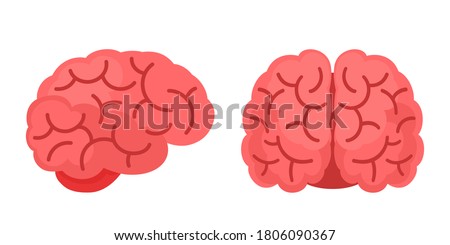 Human brain side and front view, isolated on white background, flat cartoon style. Vector illustration.