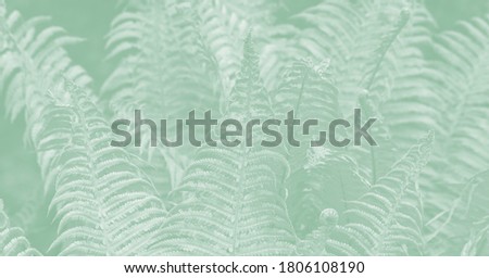 Light green fern leaves on a pale green background. Growing young fresh shoots. Concept of nature.