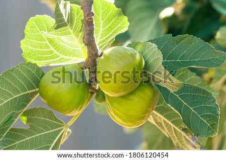 Bunch of green figs on a fig tree.  Royalty-Free Stock Photo #1806120454