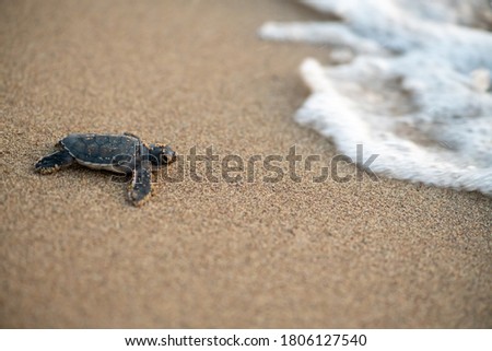 A baby turtle, just hatched, moving towards the sea at Lara Beach, Cyprus