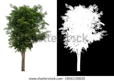 isolated tree on white background with clipping path and alpha channel 