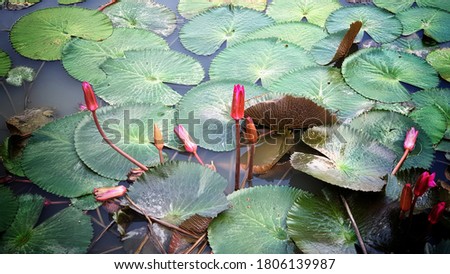 Lotus flowers and leaves in the pond at Bangkok,  Thailand,  Asia. 
