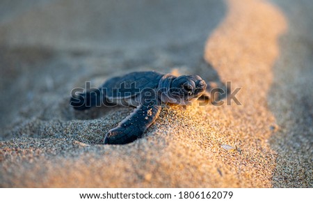 A baby turtle, just hatched, moving towards the sea at Lara Beach, Cyprus