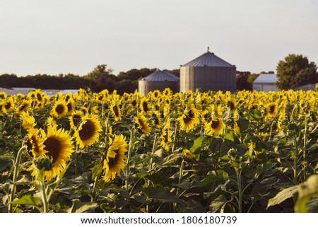 Sunflower field in the setting sun 