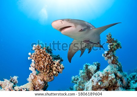 Coral reef with big shark.