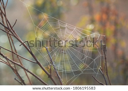 Beautiful spider web in the early morning