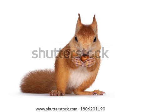 Red Japanese Lis squirrel, sitting facing front, holding a hazel nut in front paws and eating from it. Looking towards camera showing both eyes. Isolated on white background.