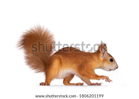 Red Japanese Lis squirrel, walking away side ways. Looning straight ahead. Isolated on white background.