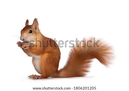 Red Japanese Lis squirrel, sitting side ways, holding a hazel nut in front paws and eating from it. Tail up. Isolated on white background. Royalty-Free Stock Photo #1806201205