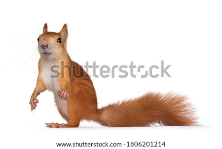 Red Japanese Lis squirrel, standing side ways. Looking towards camera showing both eyes. Isolated on white background.
