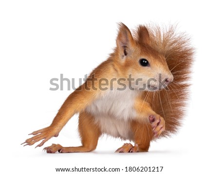Red Japanese Lis squirrel, sitting side way. Ready to run to the side. Isolated on white background.