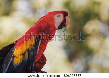 Close up photo of a tropical parrot 