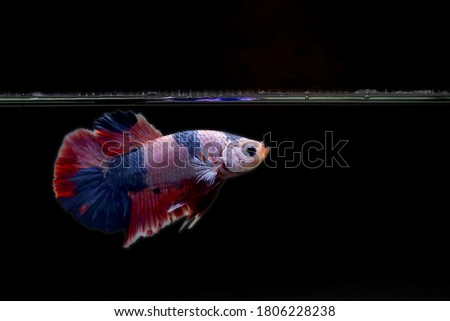 Rhythmic of colorful Betta fish with dark background and have clipping path. Multicolor Fighting Fish splendens.