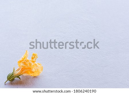 yellow dried flower placed in the lower left corner of the image on a textured gray background with soft natural light